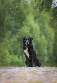 Frazze, female 3yo mixed breed for adoption at Hundstallet, Stockholm