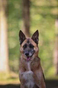 Freddie, female 3yo mixed breed for adoption at Hundstallet, Stockholm