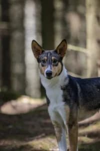 Frodo, female 6yo mixed breed for adoption at Hundstallet, Stockholm