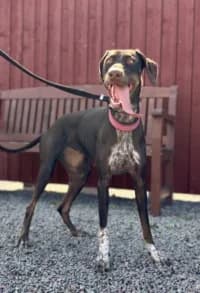 Error 1006, male mixed breed for adoption at Hundstallet, Stockholm