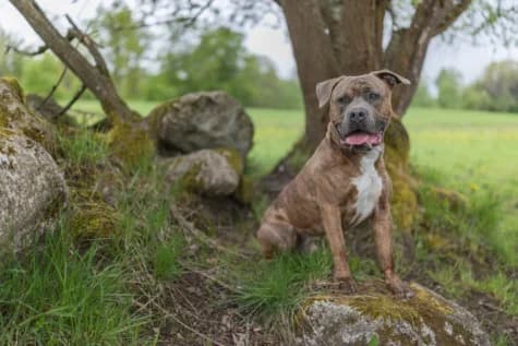 Helix, female 3yo mixed breed for adoption at Hundstallet, Stockholm
