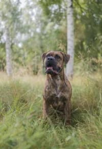 Hjördis, female 6yo mixed breed for adoption at Hundstallet, Stockholm