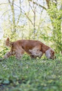 Hugo, female 6yo Cocker Spaniel for adoption at Hundstallet, Stockholm