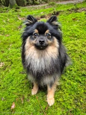 Iris, female 4yo mixed breed for adoption at Hundstallet, Stockholm