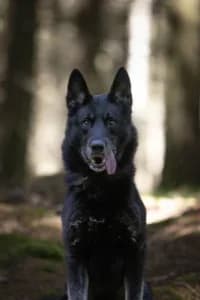 Jack, female 3yo mixed breed for adoption at Hundstallet, Stockholm
