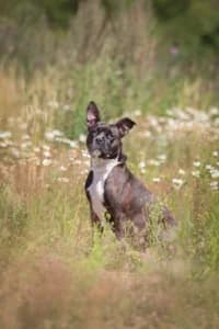 Joan, female 3yo mixed breed for adoption at Hundstallet, Stockholm