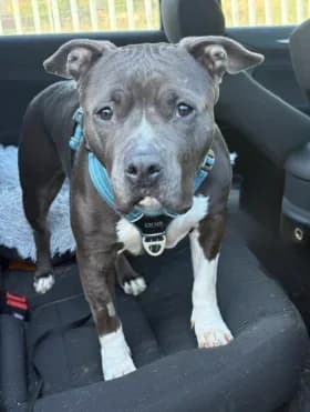 Karma, female 6yo American Bully for adoption at Hundstallet, Stockholm