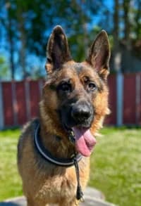 Kaspar, female 6yo mixed breed for adoption at Hundstallet, Stockholm