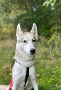 Kermit, female 4yo mixed breed for adoption at Hundstallet, Stockholm