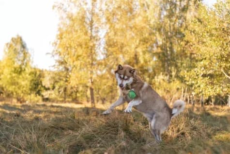 Koda, female 4yo mixed breed for adoption at Hundstallet, Stockholm