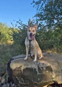 Lady, gra female 3yo American Bully for adoption at Hundstallet, Stockholm