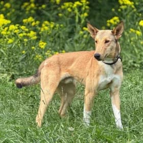 Legolas, female 3yo mixed breed for adoption at Hundstallet, Stockholm