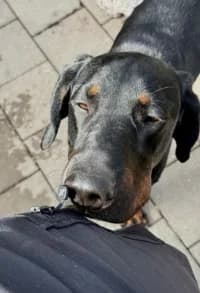 Lexter, female 3yo mixed breed for adoption at Hundstallet, Stockholm