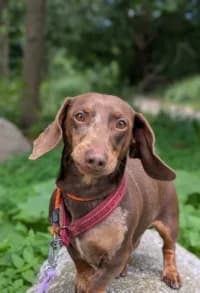 Om Louie, female 3yo mixed breed for adoption at Hundstallet, Stockholm