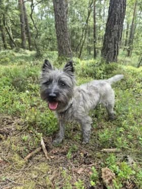 Ludde, gra female 3yo mixed breed for adoption at Hundstallet, Stockholm