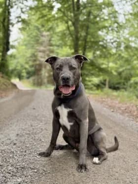 Maui, gra female 3yo mixed breed for adoption at Hundstallet, Stockholm