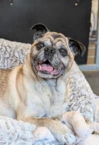 Milo, female 6yo mixed breed for adoption at Hundstallet, Stockholm