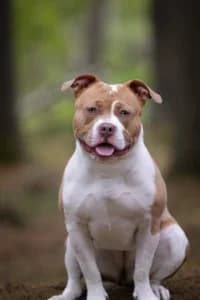 Mimmi, female 3yo mixed breed for adoption at Hundstallet, Stockholm