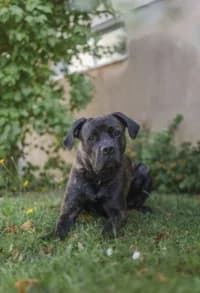 Nalle, female 3yo mixed breed for adoption at Hundstallet, Stockholm