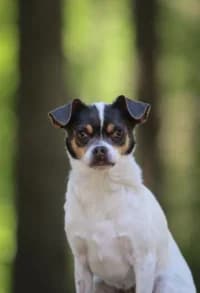 Pärla, female 3yo mixed breed for adoption at Hundstallet, Stockholm