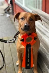 Peppé, female 6yo mixed breed for adoption at Hundstallet, Stockholm