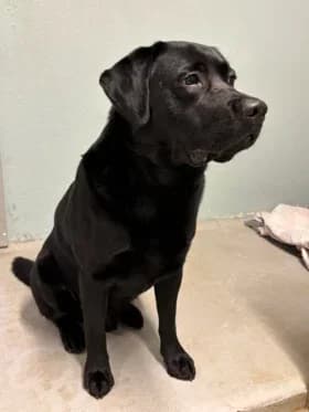 Pingu, female 4yo mixed breed for adoption at Hundstallet, Stockholm