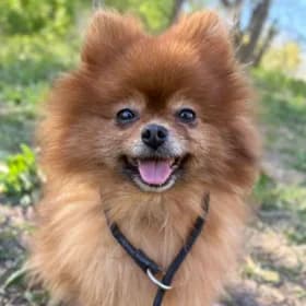 Pommes, female 6yo Pomeranian for adoption at Hundstallet, Stockholm