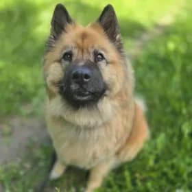 Sally, female 6yo mixed breed for adoption at Hundstallet, Stockholm