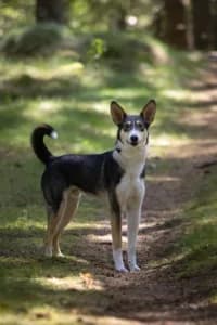 Sam, female 6yo mixed breed for adoption at Hundstallet, Stockholm