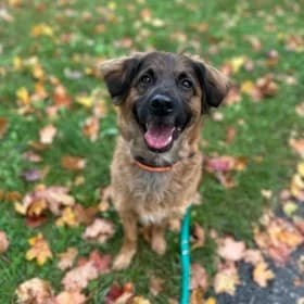 Sam, gra female 4yo mixed breed for adoption at Hundstallet, Stockholm