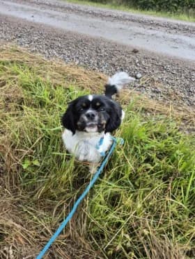 Semlan, female 3yo mixed breed for adoption at Hundstallet, Stockholm