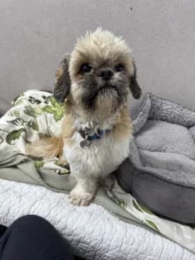 Shih tzu hanar, gra female 6yo mixed breed for adoption at Hundstallet, Stockholm