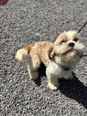 Shih tzu tikar, gra female 6yo mixed breed for adoption at Hundstallet, Stockholm