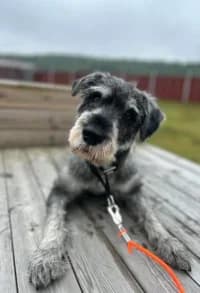 Signe, female 3yo mixed breed for adoption at Hundstallet, Stockholm