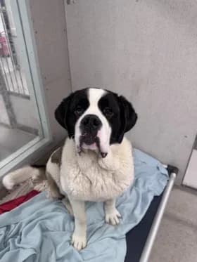 Sima, female 6yo mixed breed for adoption at Hundstallet, Stockholm