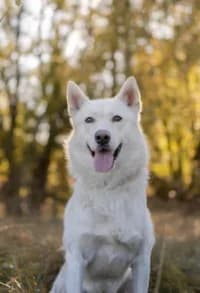 Snow, female 4yo mixed breed for adoption at Hundstallet, Stockholm