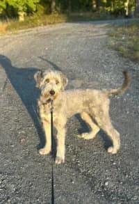 Soffis, female 4yo mixed breed for adoption at Hundstallet, Stockholm