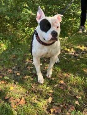 Tikila, female 6yo American Bully for adoption at Hundstallet, Stockholm