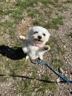Tilda, female 6yo mixed breed for adoption at Hundstallet, Stockholm