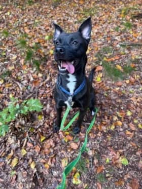 Tomina, female young American Bully for adoption at Hundstallet, Stockholm