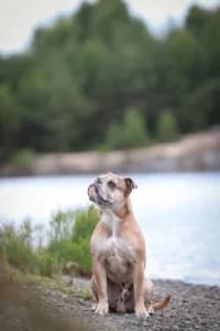 Uno, gra female 3yo mixed breed for adoption at Hundstallet, Stockholm