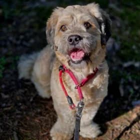 Valle, female 4yo mixed breed for adoption at Hundstallet, Stockholm