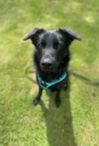 Zander, female 6yo mixed breed for adoption at Hundstallet, Stockholm
