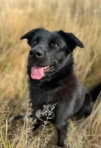 Zander, female 3yo mixed breed for adoption at Hundstallet, Stockholm
