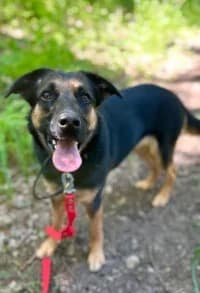 Zaya, female 6yo mixed breed for adoption at Hundstallet, Stockholm
