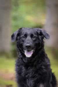 Error 1006, male mixed breed for adoption at Hundstallet, Stockholm