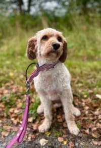 Zeta, female 3yo mixed breed for adoption at Hundstallet, Stockholm
