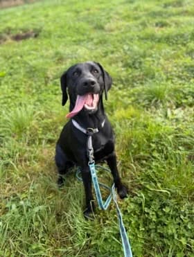 Zoegas, female 4yo mixed breed for adoption at Hundstallet, Stockholm