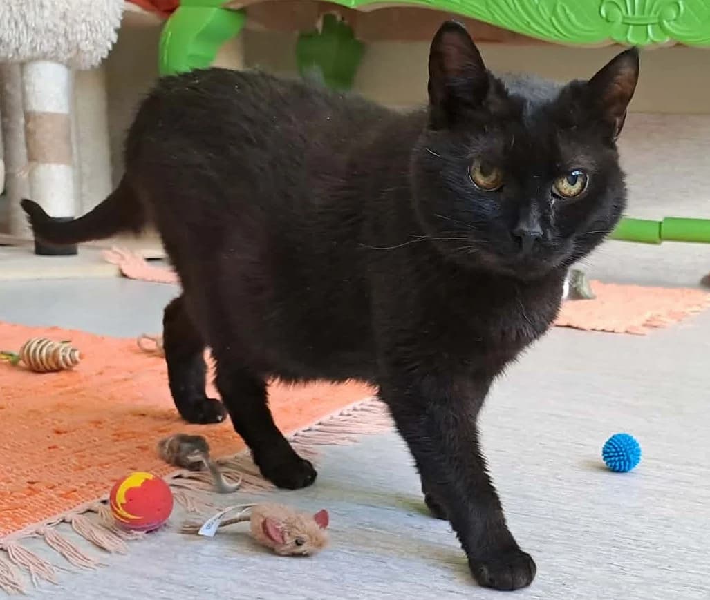 Siri King, female senior Mixed Breed for adoption at Katthem