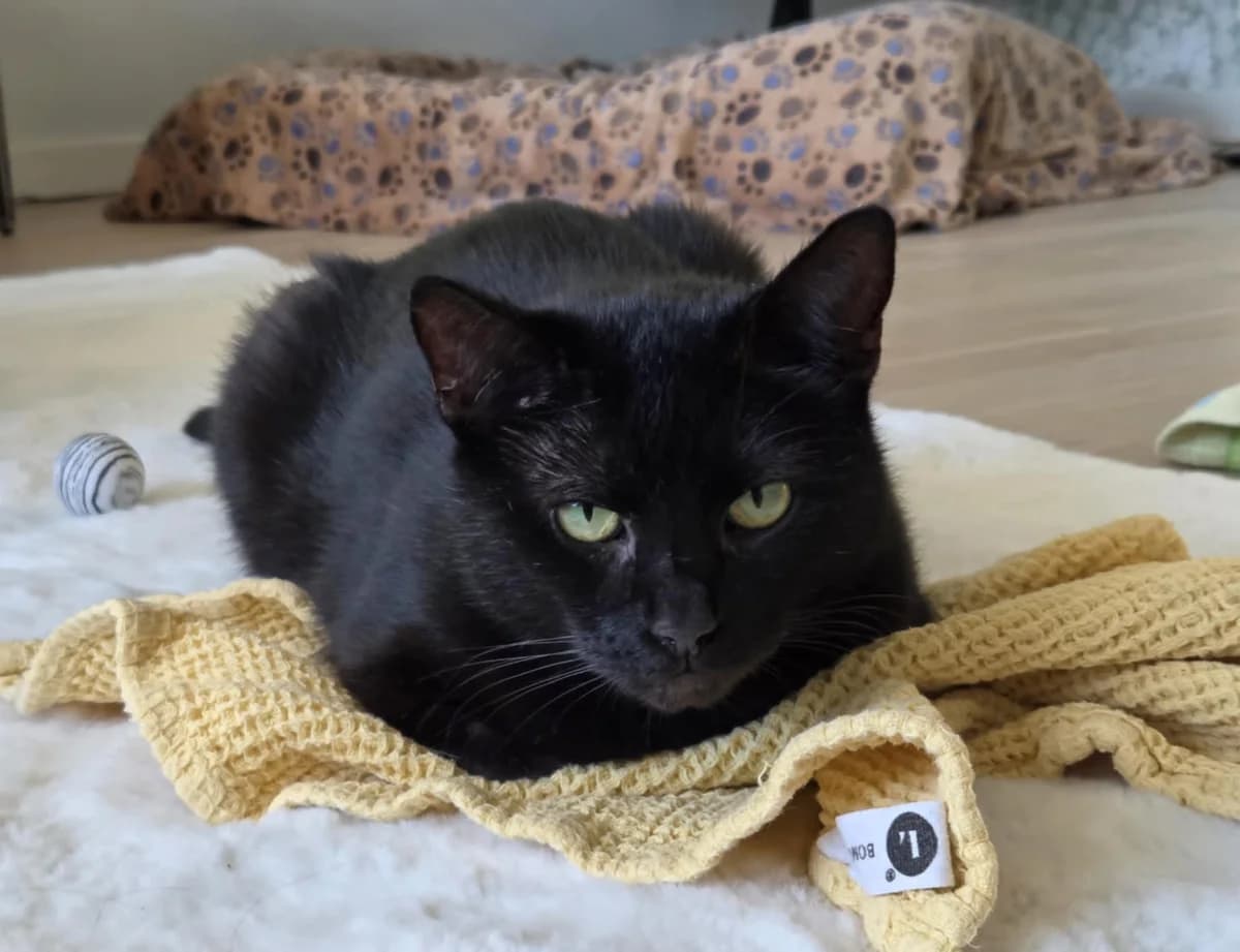 Morris X, gra male senior Mixed Breed for adoption at Katthem